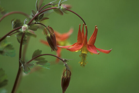 Close-up of a Sitka Columbine (Aquilegia formosa)