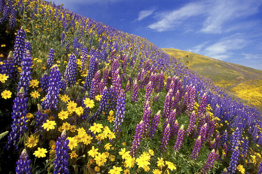 Various flowering plants growing on a hillside, California, USA