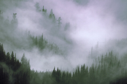 High angle view of pine trees in fog, Olympic National Park, Washington State, USA