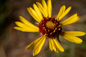 Daisy Black-Eyed Susan Yellow Flower with Small Ants Eating Pollen Nectar Spring Time