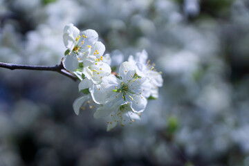 Beautiful sakura flowers bathed in the rays of the spring sun in the early morning.