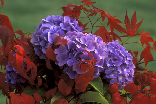 Close-up of hydrangeas