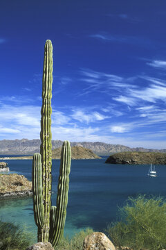 Cordon Cactus, Bay of Concepcion, Baja California Sur, Mexico (Pachycereus pringlei)