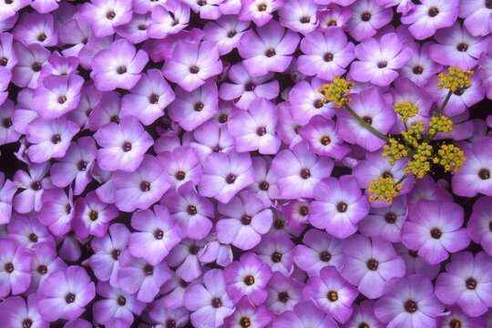 Close-up of phlox with lomatium