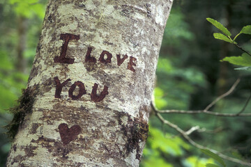 Close-up of an I Love You message on a tree trunk