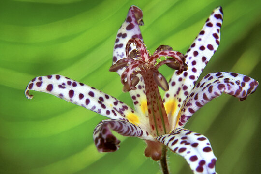 Close-up of a Toad Lily