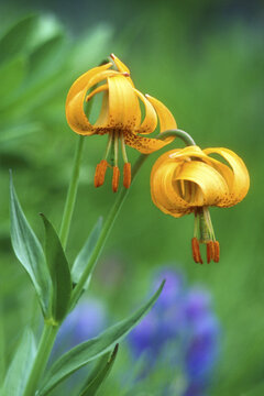 Close-up Of Columbia Lilies (Lilium Columbianum)