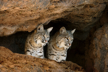 Low angle view of two bobcats sitting at the entrance of a cave