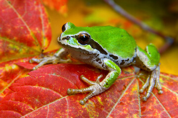 Close-up of a Green Tree Frog on a leaf, Olympic National Park, Washington, USA