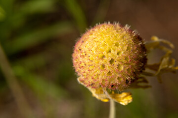 Dried Dandelion Flower with Missing Petals Spring Allergy Season