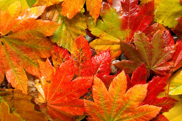 Close-up of Vine Maples leaves