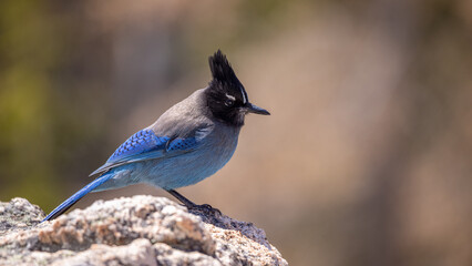 Close up shot of  vibrant blue colored Steller's Jay (Cyanocitta stelleri) songbird perched on a rock. Long crested mountain jay or pine jay sits on branch then flies away. Close up, side view shot.