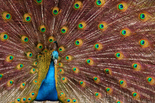 Close-up of a peacock