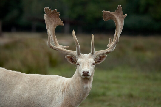 Portrait of a Fallow Deer, Olympic Game Farm, Sequim, Washington State, USA (Cervus dama )