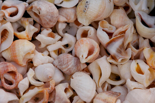 High angle view of seashells
