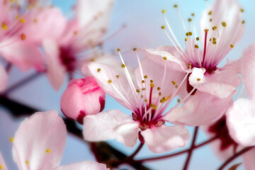 Close-up of cherry blossoms