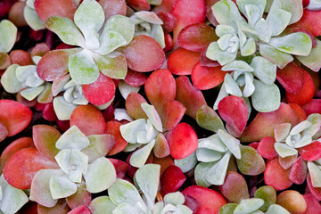 Close-up of Broad Leafed Stonecrop (Sedum Spathulifolium)