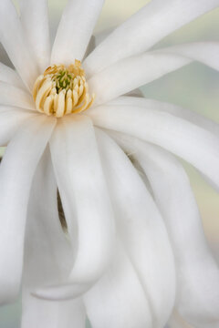 Close-up of a Star Magnolia (Magnolia stellata)