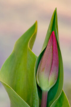 Close-up Of A Tulip Bud