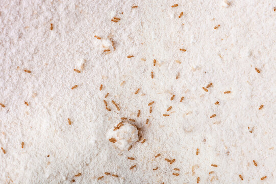 Booklice or barklice feeding in flour. Little brown Trogium pulsatorium, common booklouse on domestic kitchen. Food pest macro life top view