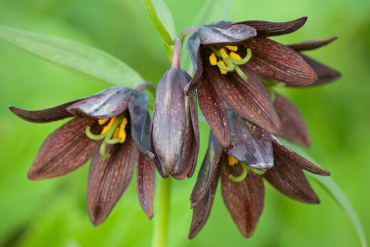 Close-up Of Chocolate Lily (Fritillaria Camschatcensis) Flowers