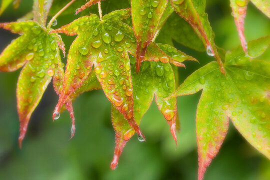 Rain drops on maple leaves