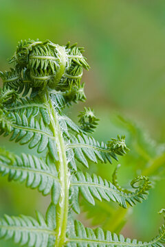 Close-up of fern leaves