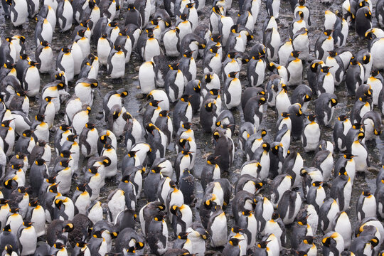 Colony of King penguins (Aptenodytes patagonicus), Right Whale Bay, South Georgia Island, South Sandwich Islands