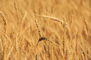 Spike of rye in the field, ripe spike of rye in the field on a sunny day. Agricultural production.
