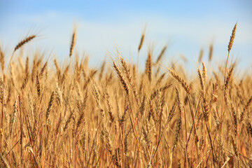 Spike of rye in the field, ripe spike of rye in the field on a sunny day. Agricultural production.