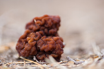 Morel mushroom. Closeup with shallow depth of field. Defocused background.
