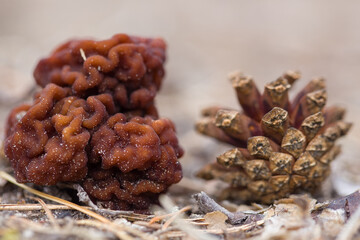 Mushroom morel next to a pine cone. Closeup with shallow depth of field. Defocused background.