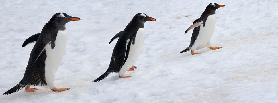 Three Gentoo penguins (Pygoscelis papua) on ice, South Georgia Island, South Sandwich Islands