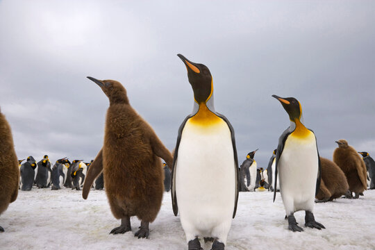 Colony of King penguins (Aptenodytes patagonicus), St. Andrews Bay, South Georgia Island, South Sandwich Islands