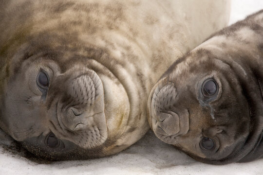 Close-up of two Southern Elephant seal pups (Mirounga leonina), St. Andrews Bay, South Georgia Island, South Sandwich Islands