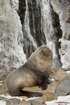 Fur seal near a waterfall, Fortuna Bay, South Georgia Island, South Sandwich Islands