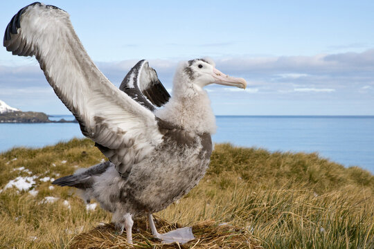 Wandering albatross chick (Diomedea exulans) spreading its wings, Prion Island, South Georgia Island, South Sandwich Islands