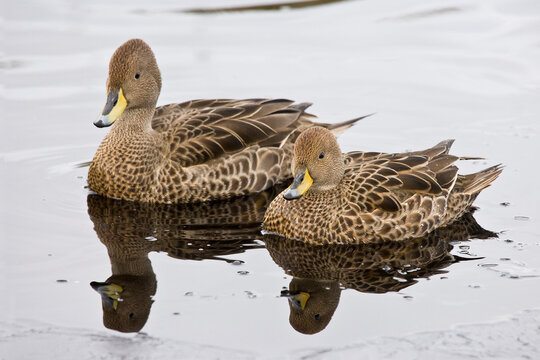 Two South Georgia pintail ducks (Anas georgica georgica) swimming, South Georgia Island, South Sandwich Islands