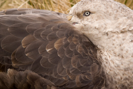Close-up of a Giant petrel (Macronectes giganteus) preening itself, South Georgia Island, South Sandwich Islands
