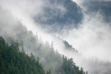 Fog over trees in a rainforest, Great Bear Rainforest, British Columbia, Canada