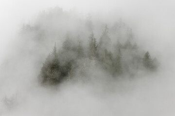 Fog covered trees covered in a forest, Fiordland Recreation Area, Fiordland Conservancy, British Columbia, Canada