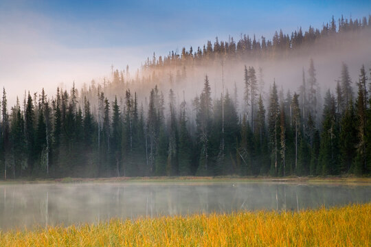 Fog covered trees at the lakeside, Scott Lake, Willamette National Forest, Oregon, USA
