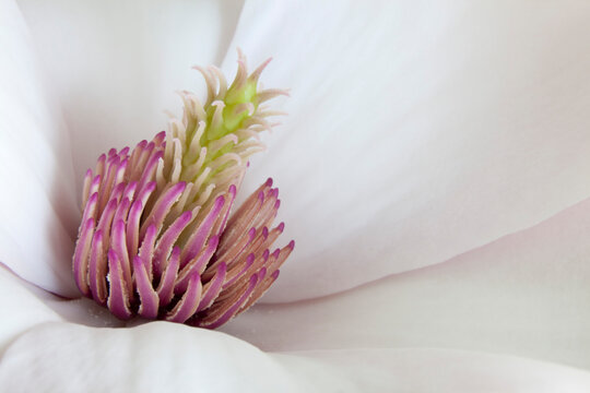 Close-up of a Magnolia flower