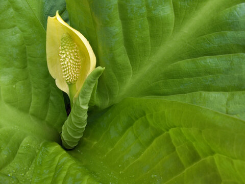 Close-up of a skunk cabbage flower (Lysichiton americanus)