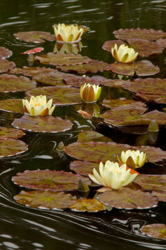 Water lilies in a pond, Oregon Garden, Silverton, Oregon, USA