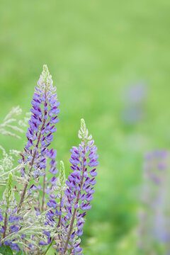 Close-up of purple Lupine, Oregon Garden, Silverton, Oregon, USA