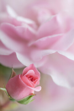 Close-up of a Bonica Rose bud