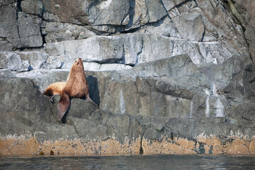 Steller sea lion (Eumetopias jubatus) on a rock formation, Frederick Sound, Yasha Island, Alexander Archipelago, Alaska, USA