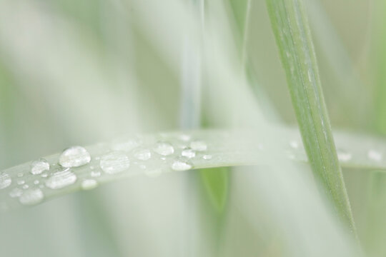 Close-up of dew drops on the grass, Alaska, USA