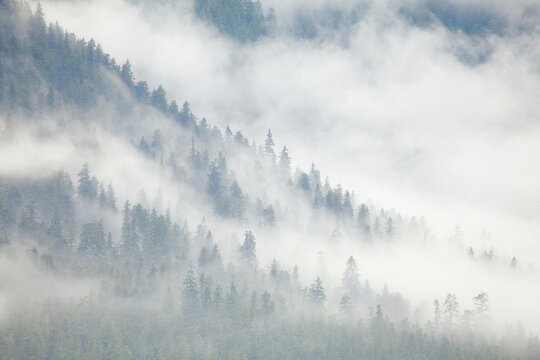 Fototapeta Trees covered with fog, Petersburg, Alaska, USA